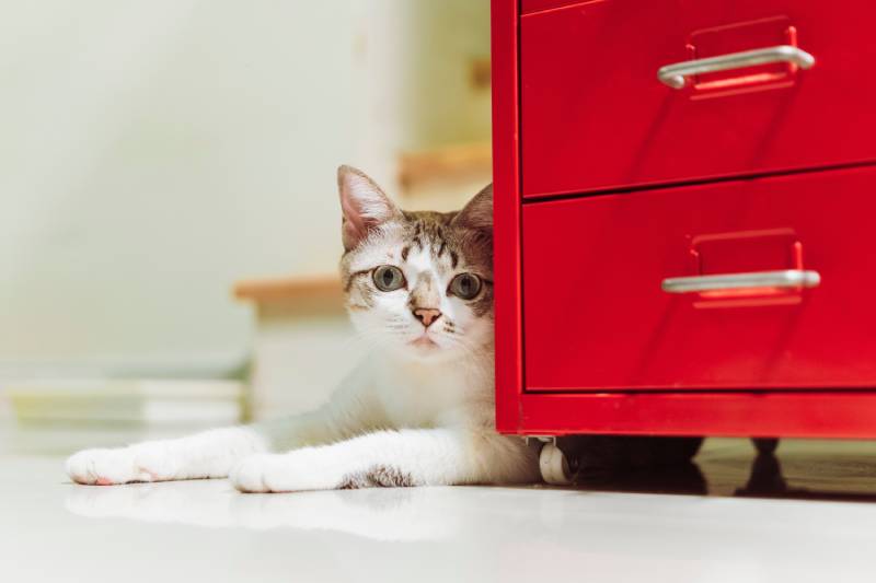 Small cat hides behind the filing cabinet