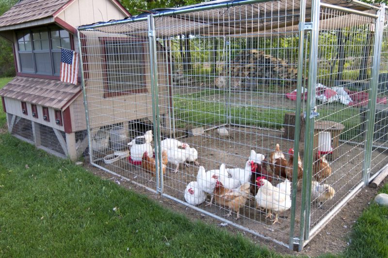 Small chicken coop and fenced area for egg laying fowl