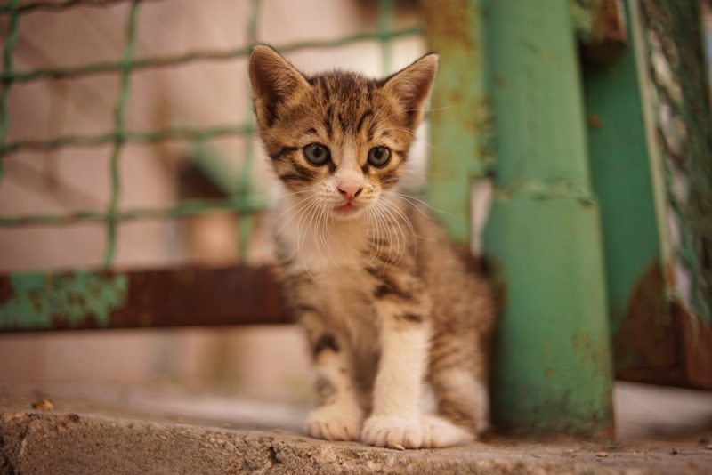 Small tabby stray kitten sitting infront of an old metal door