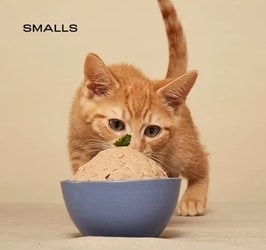Smalls Fresh Cat Food Subscription Service