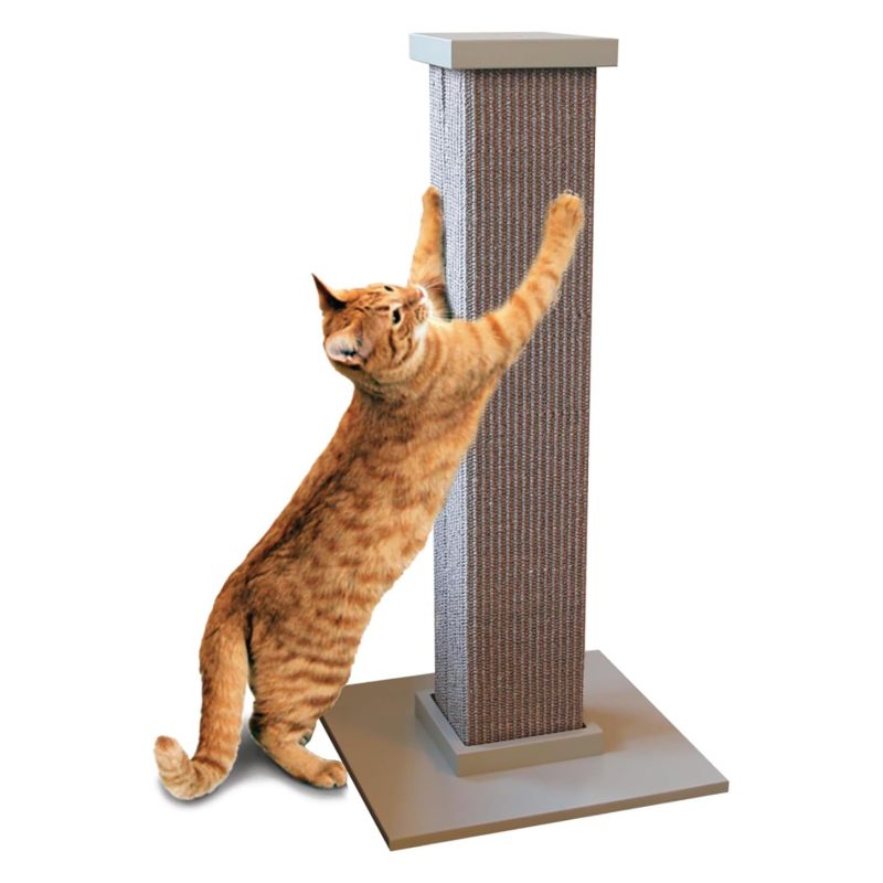 6 Best Scratching Posts for Maine Coon Cats in 2024 Reviews & Top