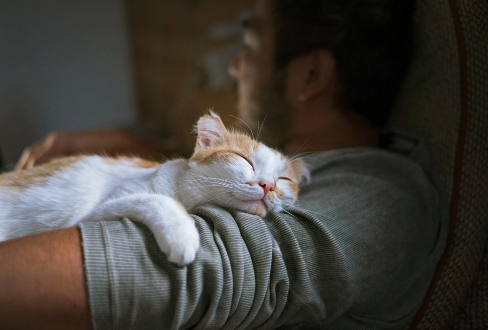 Smiling cat sleep in their owners arm