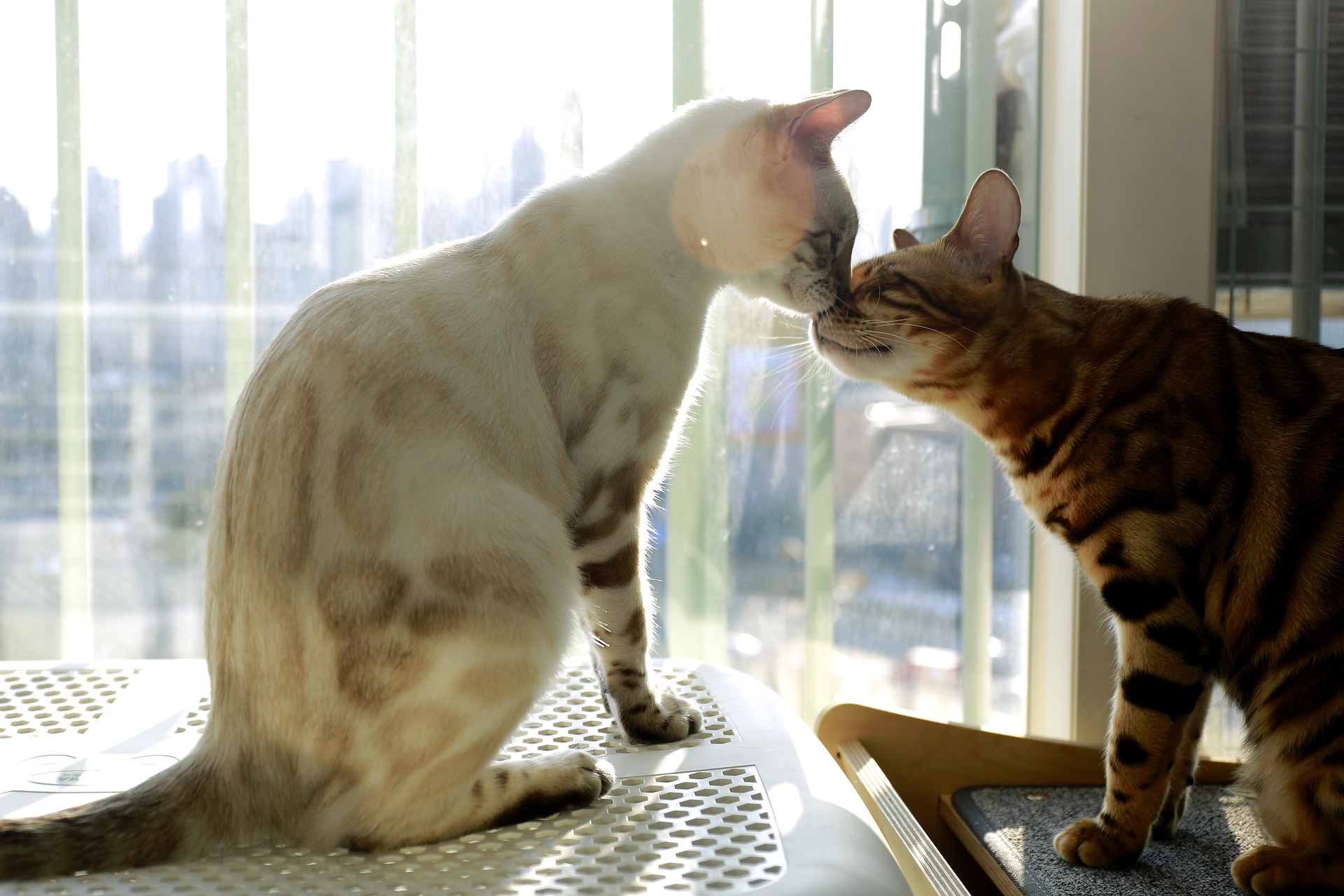 Snow Bengal Cat toching noses with another bengal cat sitting near a window