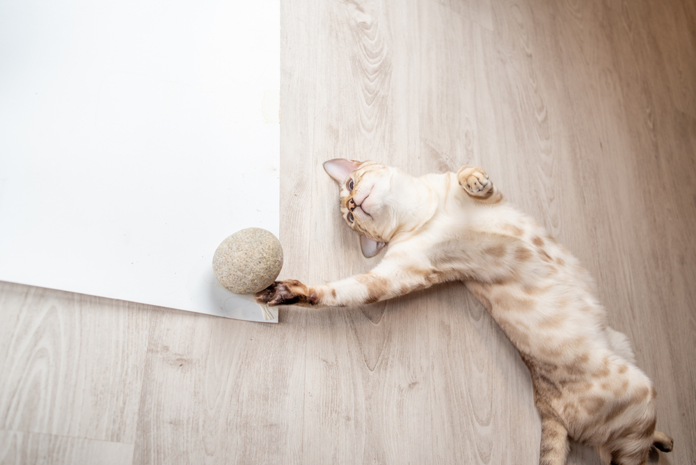 Snow bengal cat laying on their back playing with a ball