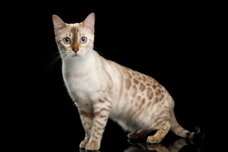 Snow bengal cat sitting on a black background
