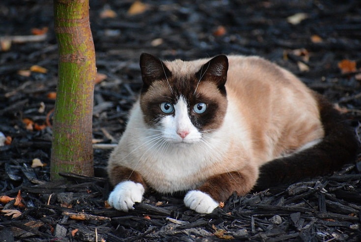 Snowshoe Cat