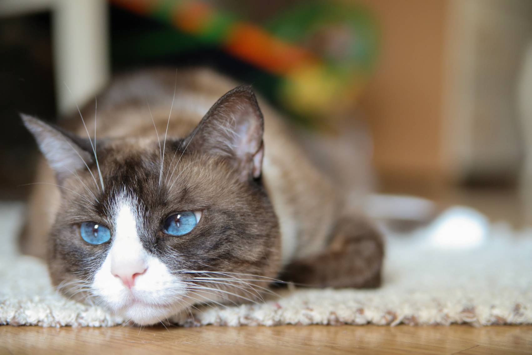 Snowshoe Cat