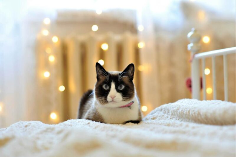 Snowshoe Cat inside in winter with fairy lights