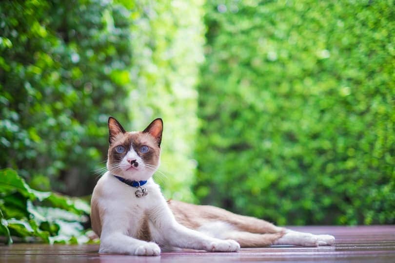 Snowshoe Siamese successful  the garden