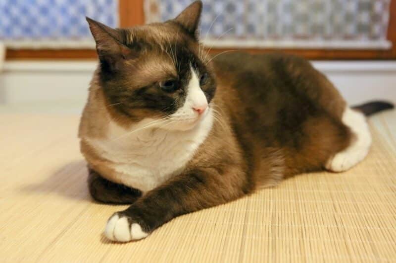 Snowshoe cat lying on woven mat