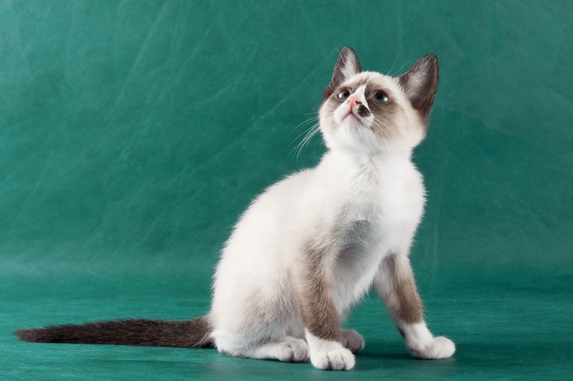 Snowshoe kitten