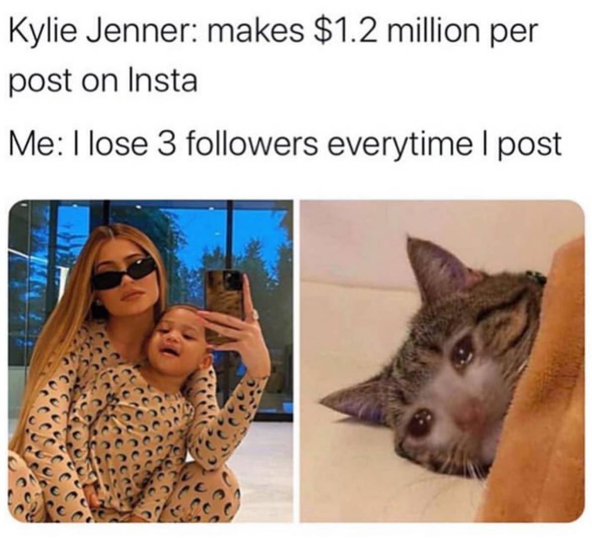 Social Media Mogul Cat