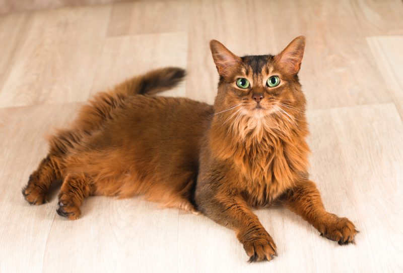 Somali Cat laying down on the floor