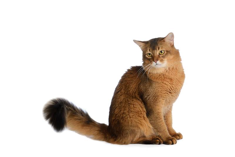 Somali cat ruddy color isolated on white background