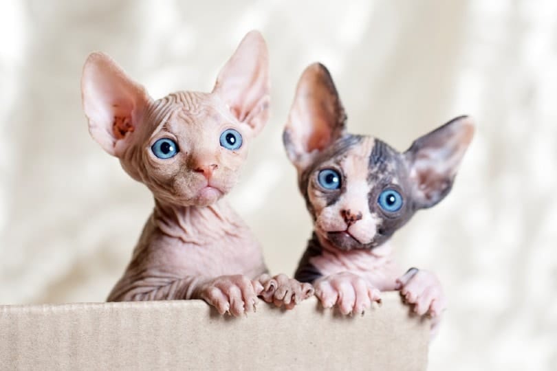 Sphynx Kittens