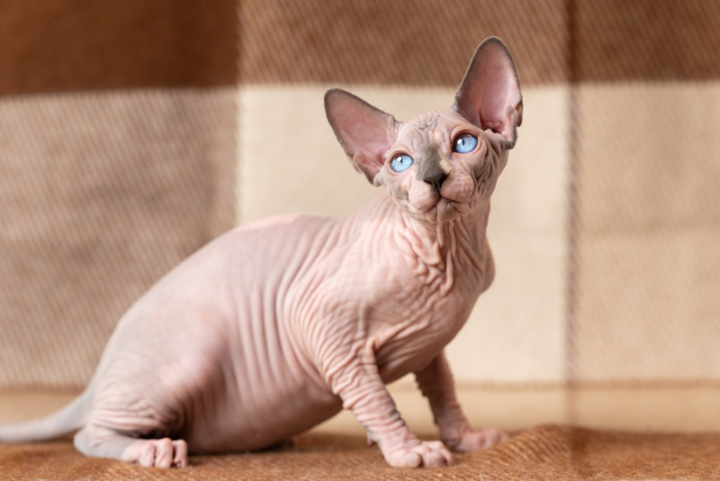 Sphynx cat sitting on a blanket and looking away