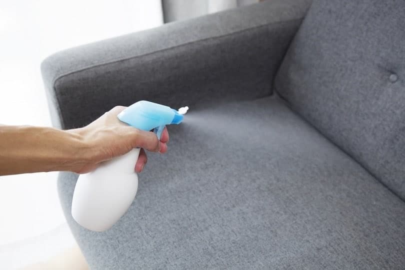 Spraying sofa at home