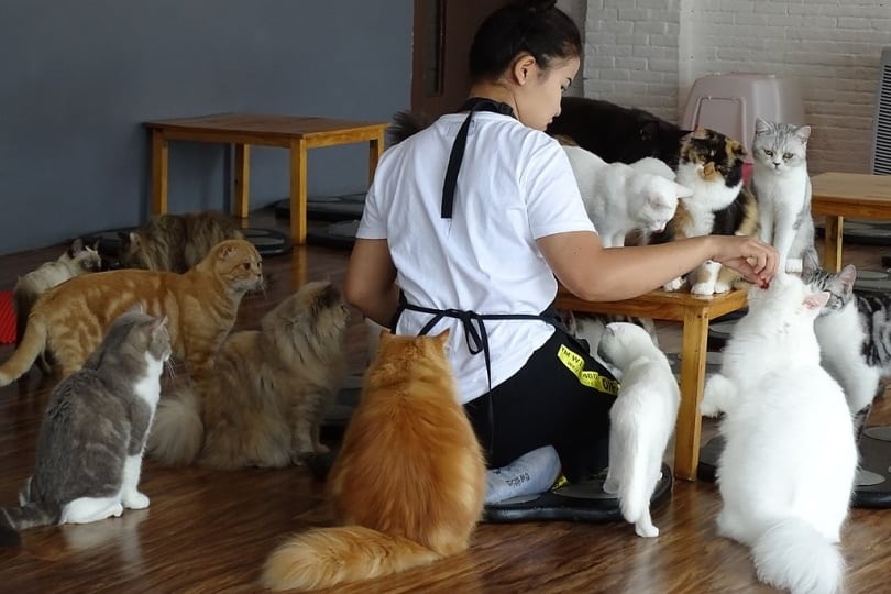 Staffer Feeding Felines - Cat 'n' A Cup Cafe - Chiang Rai - Thailand