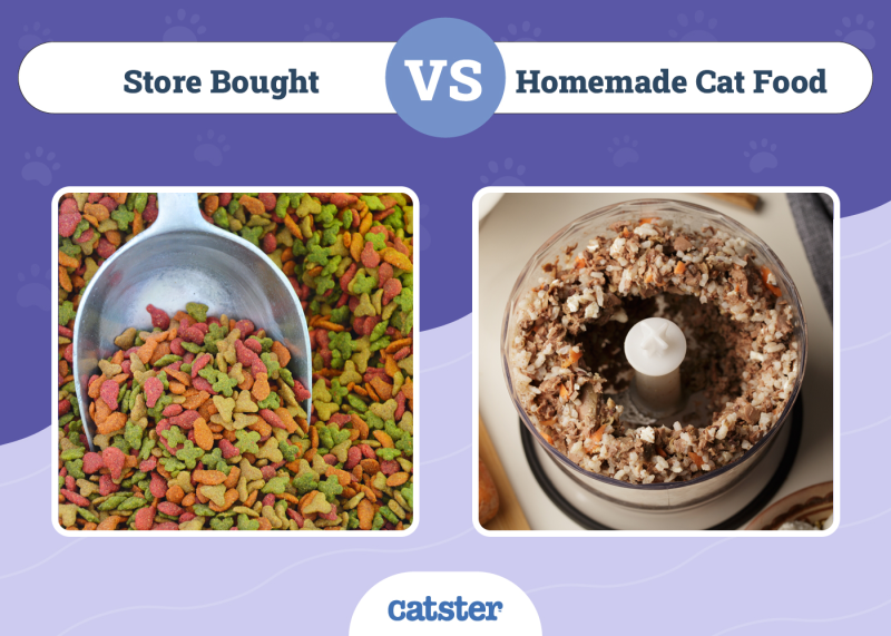 Store Bought vs Homemade Cat Food
