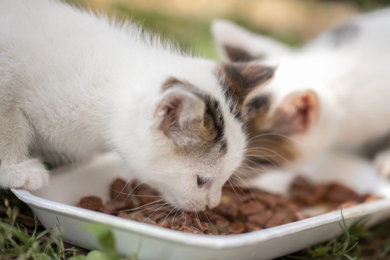 How To Catch A Stray Kitten