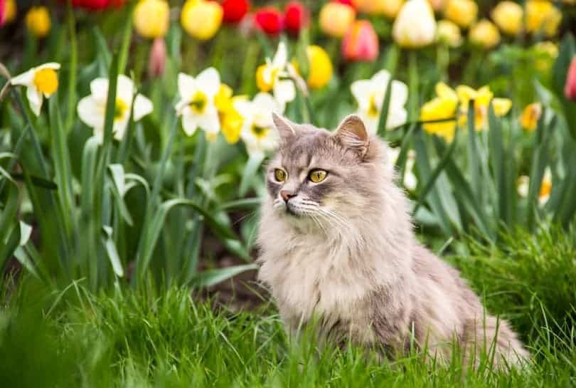 Street-cat-in-the-spring-garden