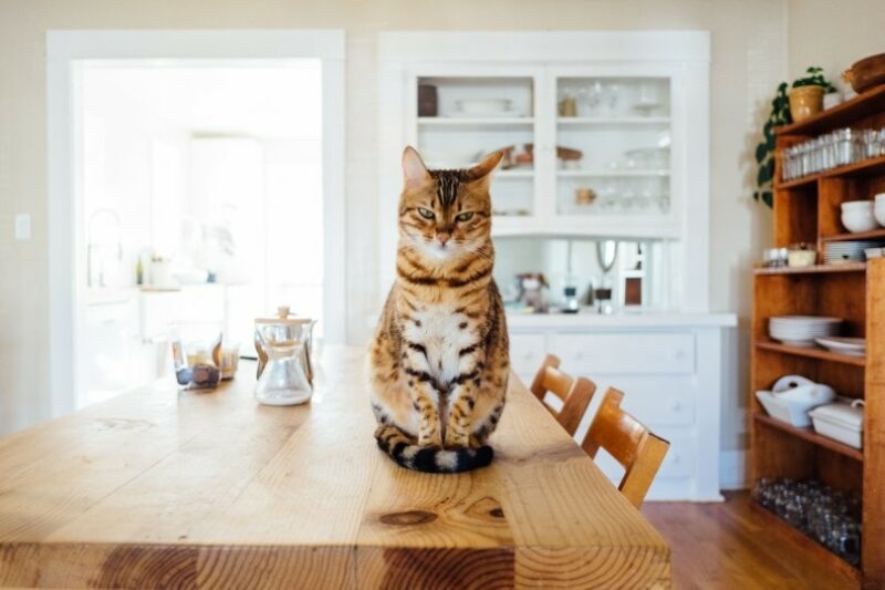 https://www.catster.com/wp-content/uploads/2023/11/Striped-cat-in-modern-home-800x533.jpg