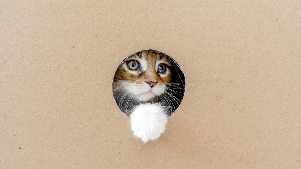Striped gray kitten peeping from inside a box