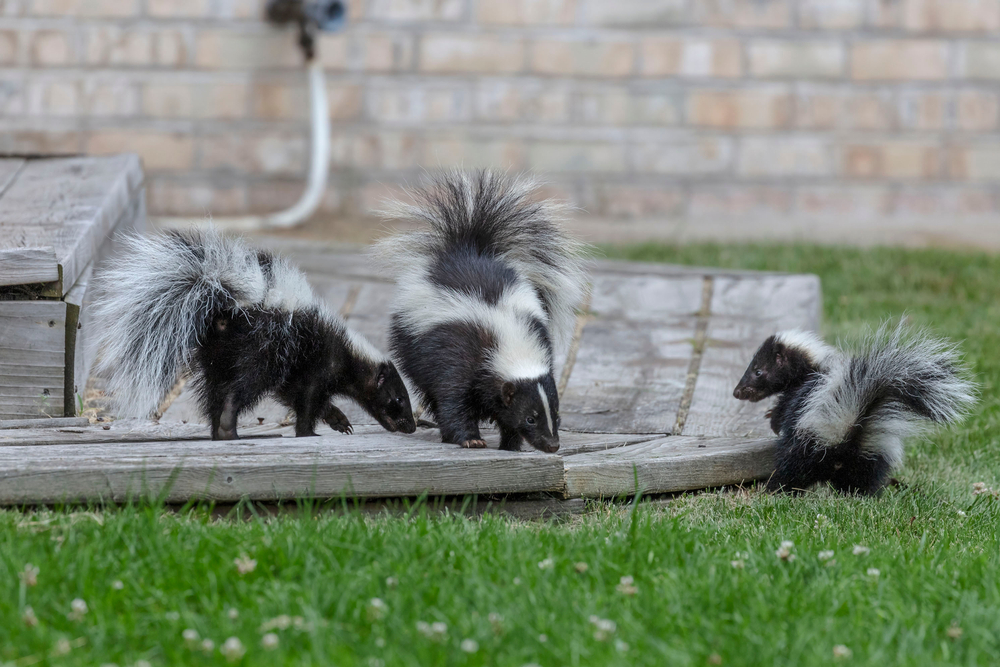 Striped skunks in the yard