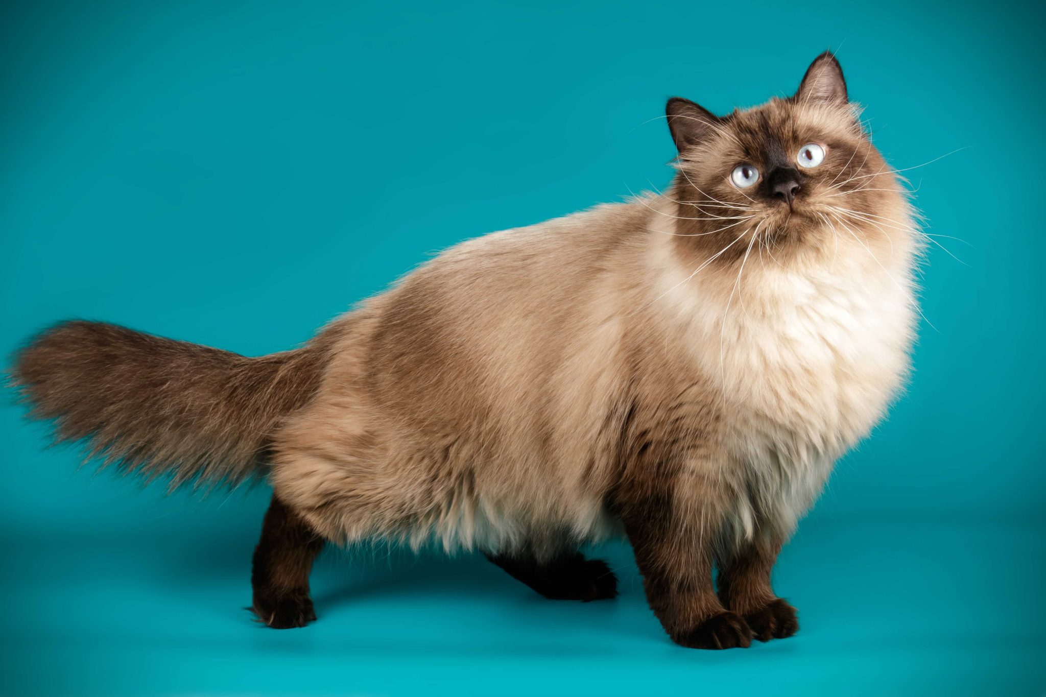 Studio photography of the neva masquerade cat on a colored background