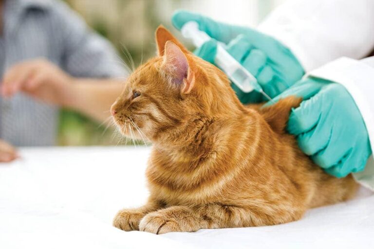 So You Have to Give Your Cat Subq Fluids Here's How Catster
