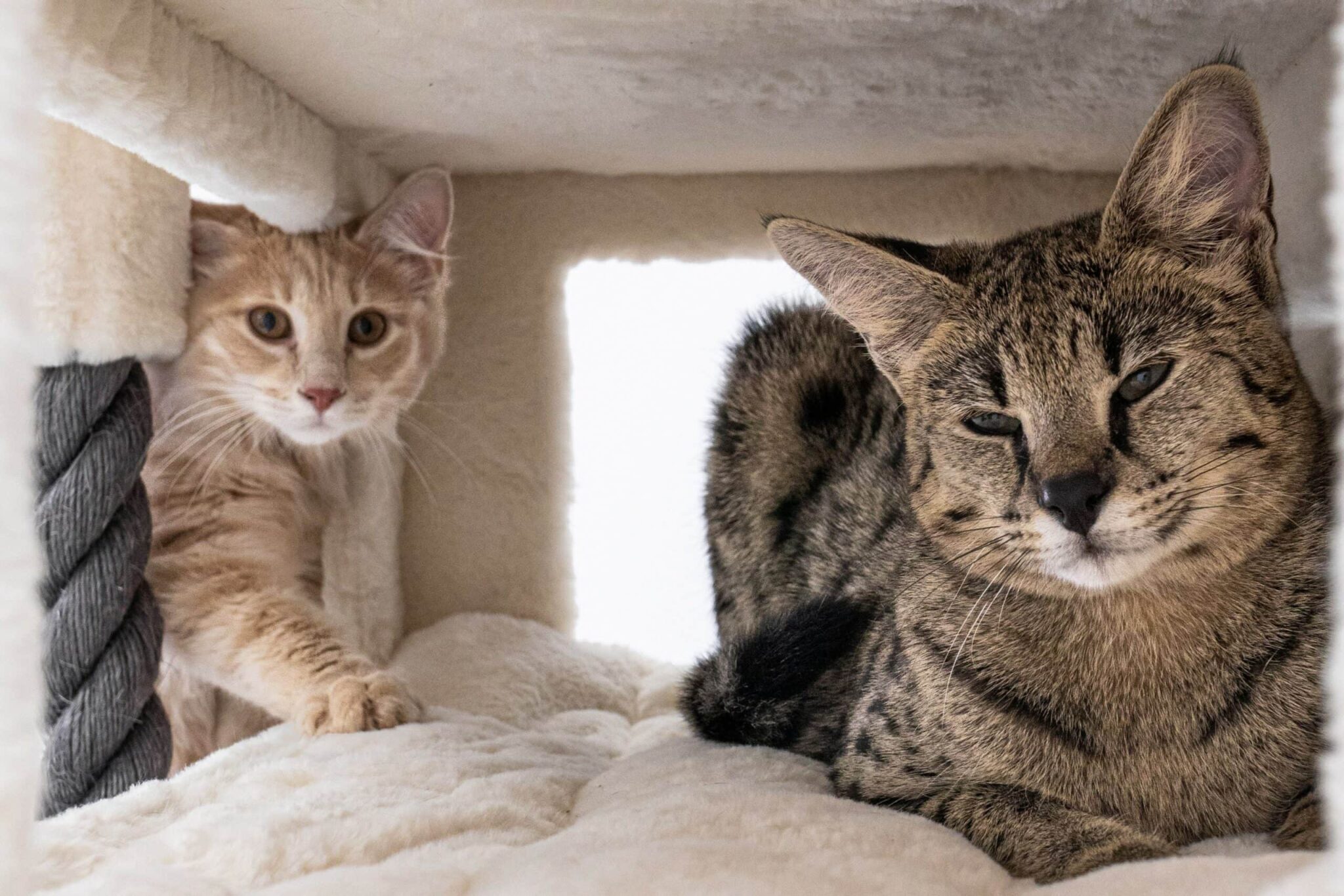 Savannah Cat with another cat