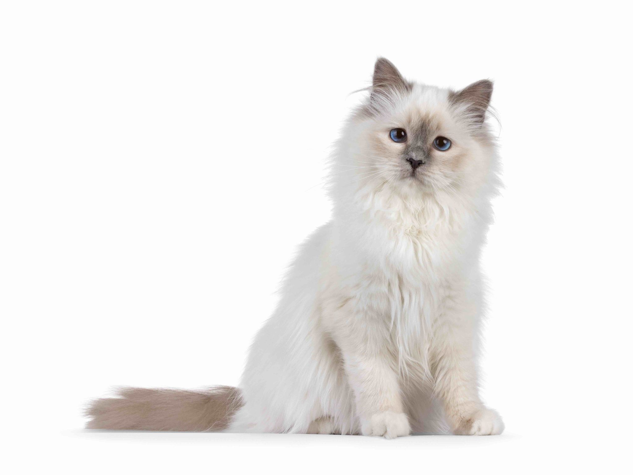 Sweet blue point Sacred Birman cat kitten, sitting up side ways. Looking towards camera with breed specific blue eyes. Isolated on a white background_Nynke van Holten_Shutterstock