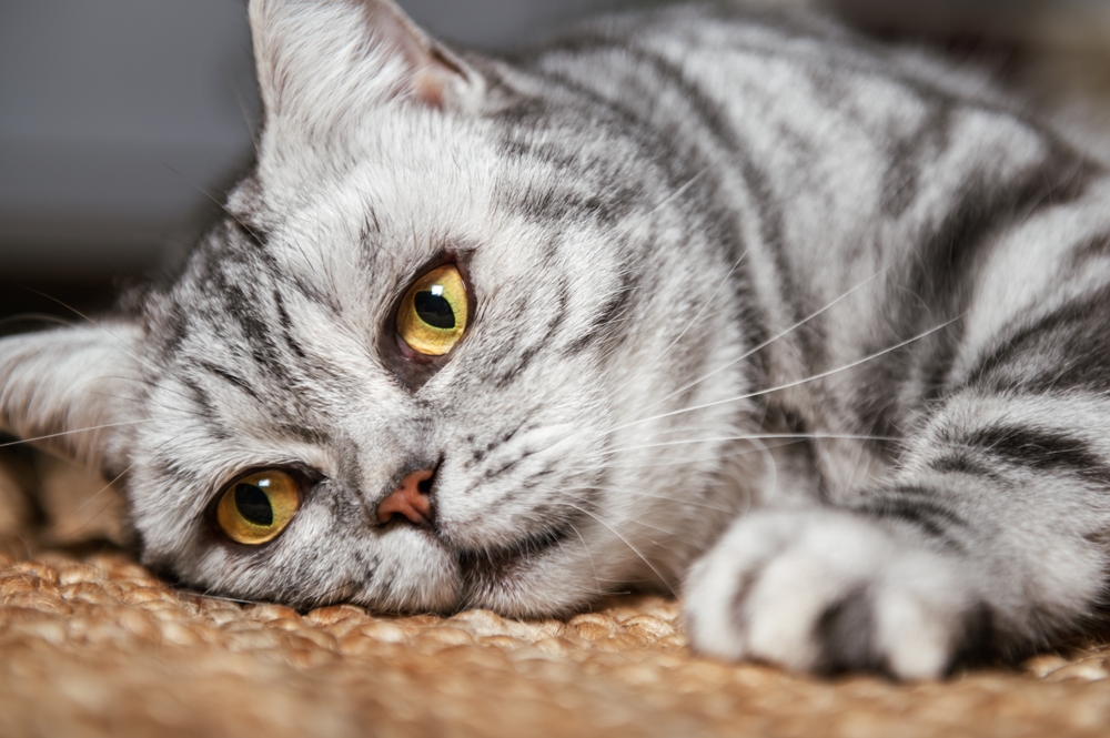 Tabby Cats Uk