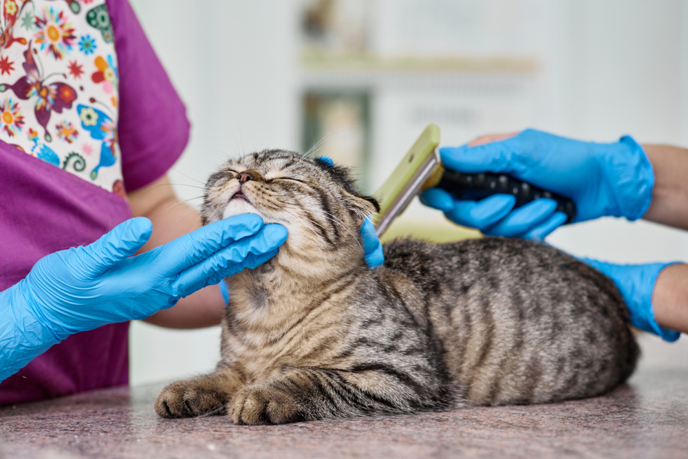 Tabby Scottish Fold cat grooming brush