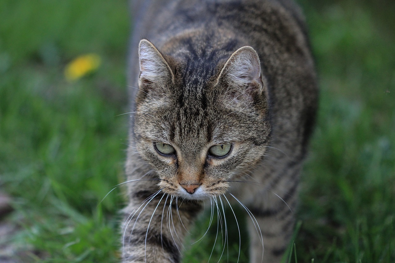 Tabby Shorthair Cat