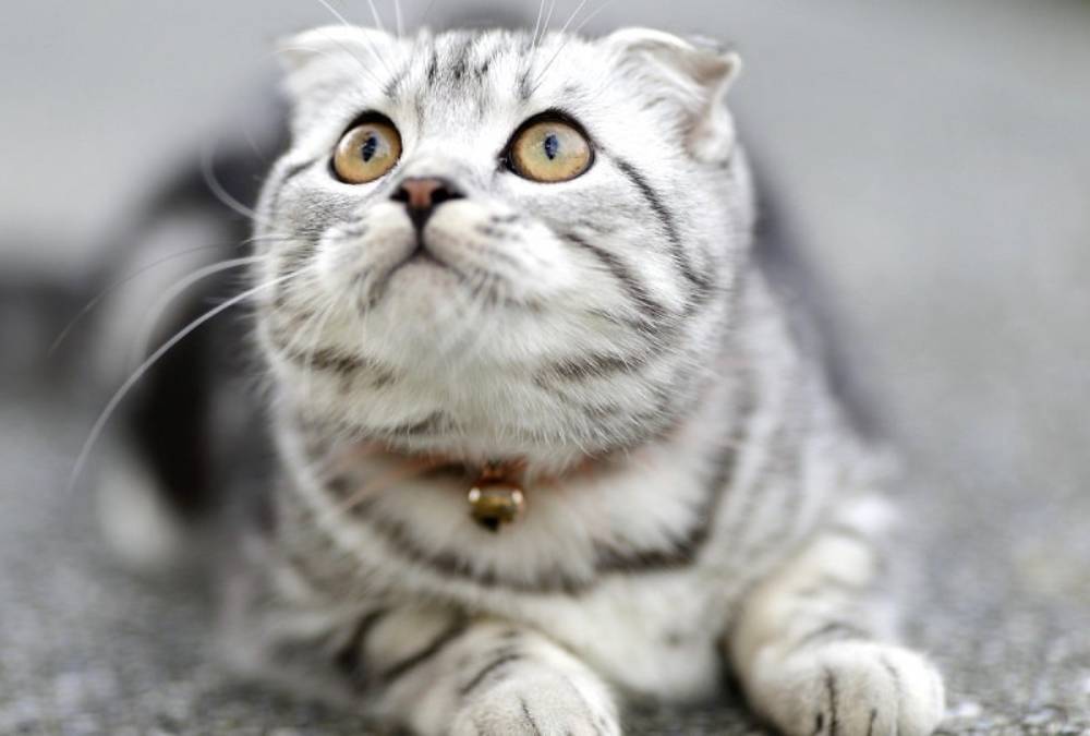 Tabby White scottish fold