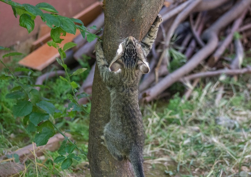 Tabby cat climbing up a tree