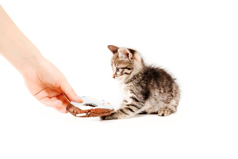 Tabby cat on white background