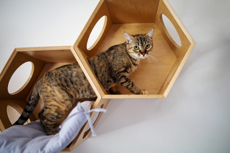 Tabby cat playing on a climbing wall