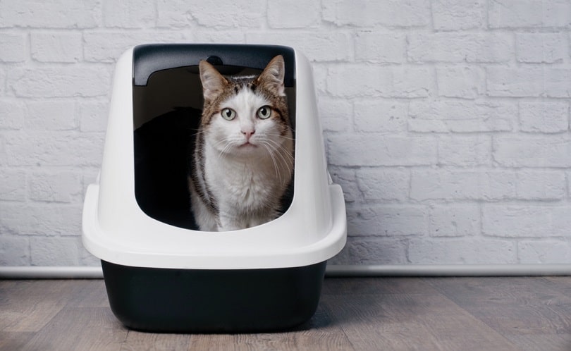 Tabby cat sitting in a litter box