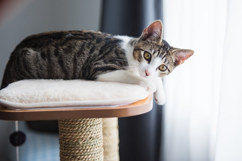 Tabby kitten sitting on cat tree perch