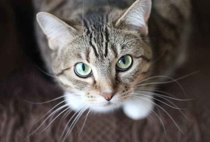 Tabby looking up