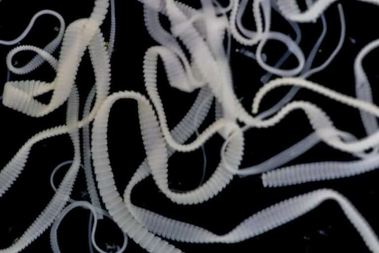 Are Tapeworms in Cats Contagious? Catster