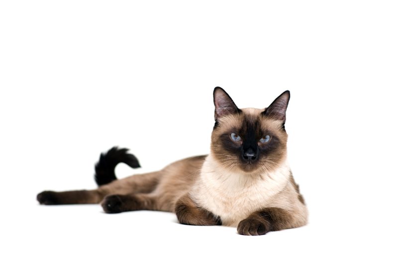 Thai Cat laying down on a white background