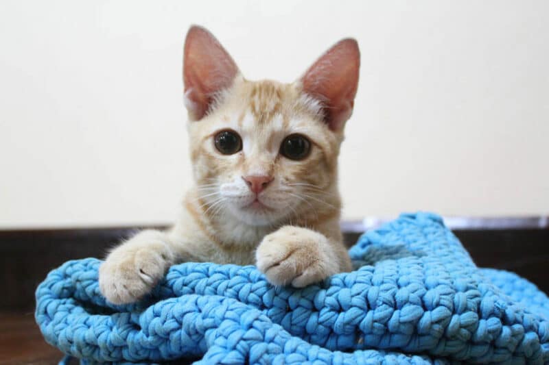 kitten lying_Suakabkaew Tiger, Shutterstock