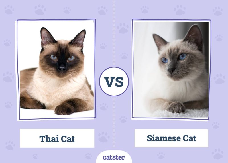 Thai Cat vs Siamese Cat