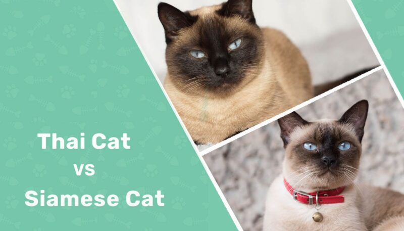 Thai Cat vs Siamese Cat