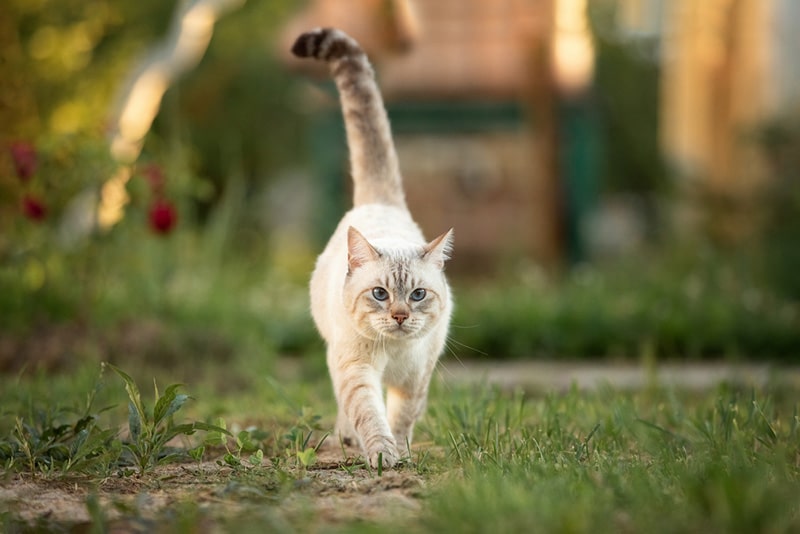 Thai tabby cat walks in the summer garden
