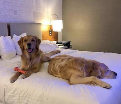 The Kinzie Hotel 2 dogs on bed