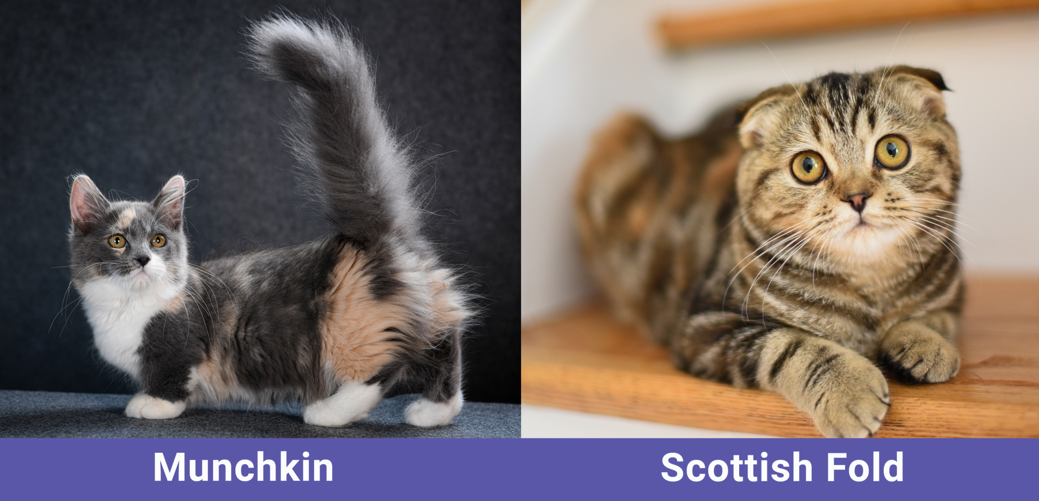 The Parent Breeds of Scottish Fold Munchkin Mix